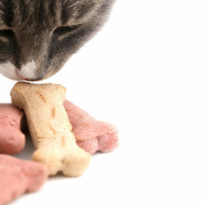 4 homemade cat treat recipes