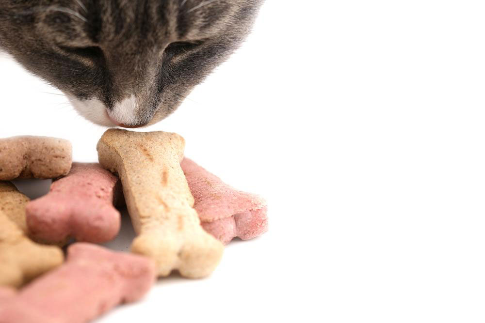 4 homemade cat treat recipes