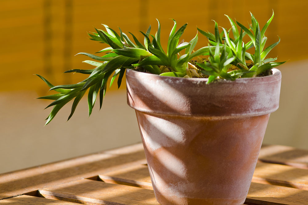 5 houseplants cats should avoid