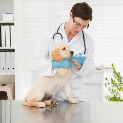 Ways to get cheap medicines for pets