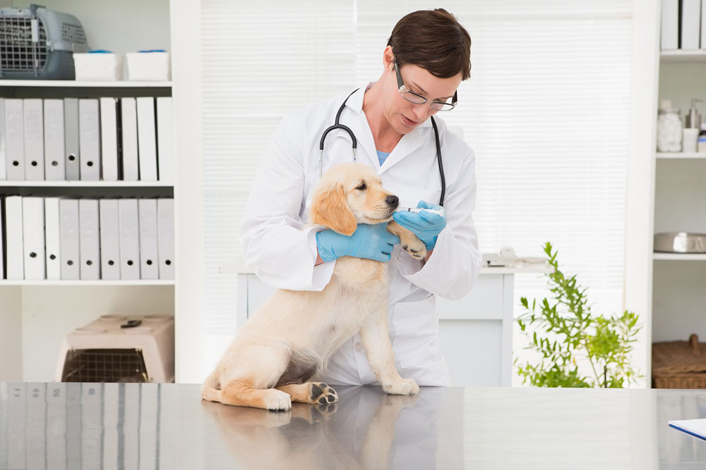 Ways to get cheap medicines for pets