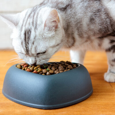 All you need to know about the diet for cats with diabetes mellitus