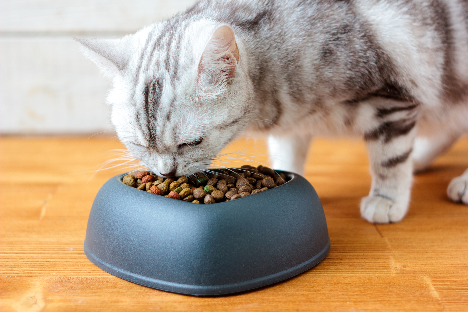 All you need to know about the diet for cats with diabetes mellitus