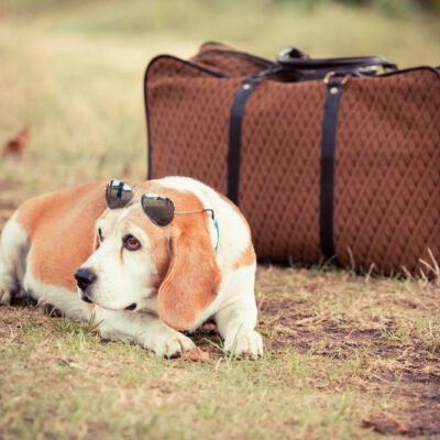 Pet-friendly travel for every kind of journey