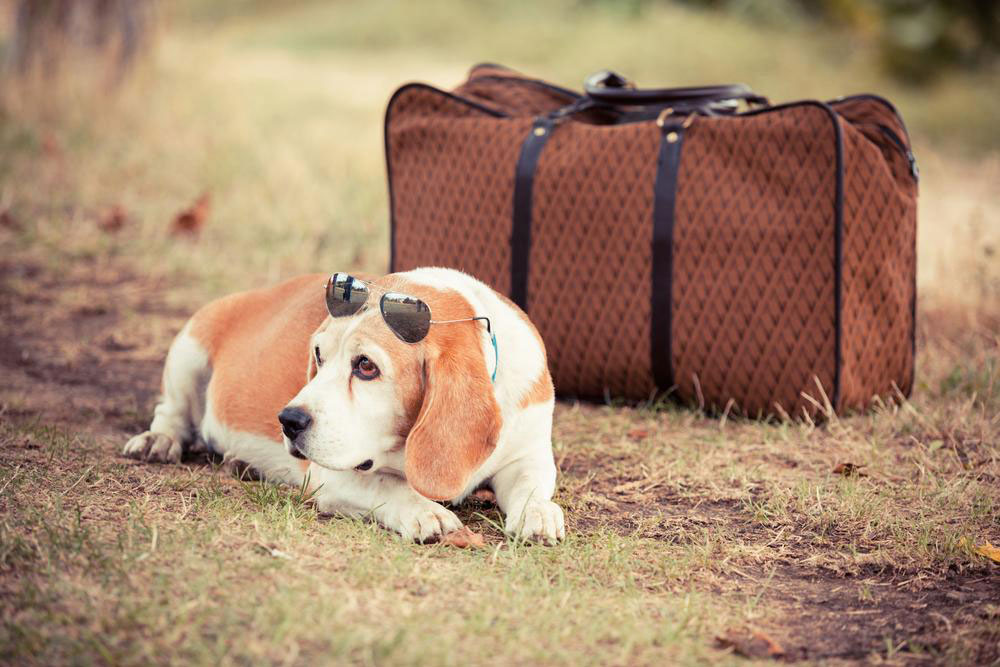 Pet-friendly travel for every kind of journey