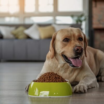 The Healthiest Dog Food: What You Need to Know for a Thriving Pet